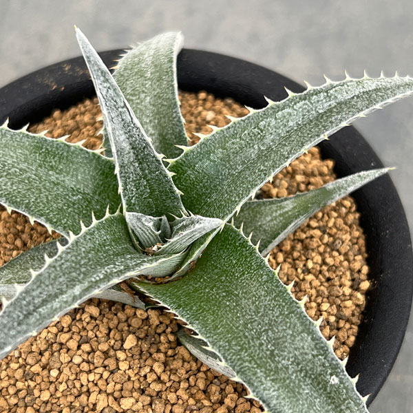 ディッキア：プラディフィラ　3号鉢植え