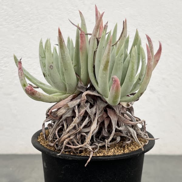 ダドレア：ヴィレンス ハッセイ　３号鉢植え