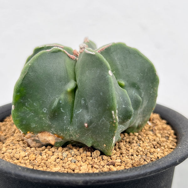 サボテン：アストロフィツムミリオスティグマ　3号鉢植え