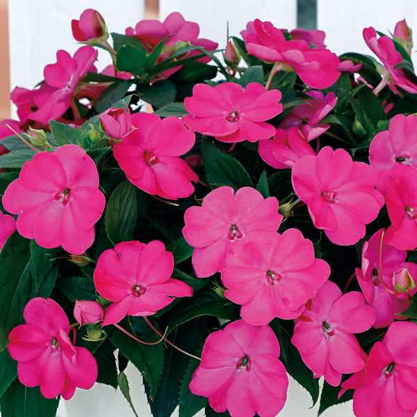 [26年4月上旬予約]インパチェンス：サンパティオ(R)ローズピンク3.5号ポット