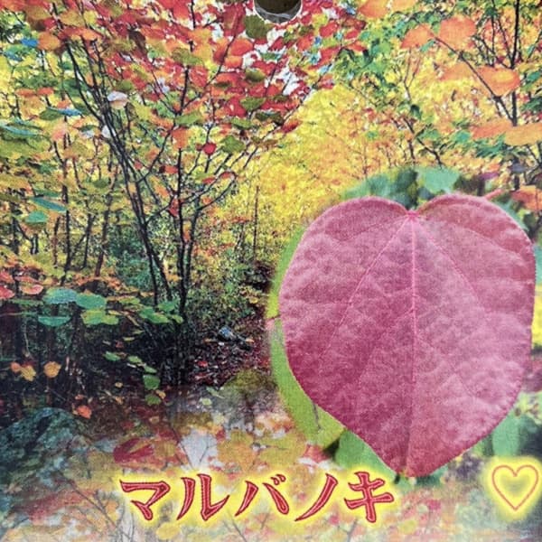 マルバノキ（丸葉の木）樹高40～50cm根巻きまたはルートバック入り