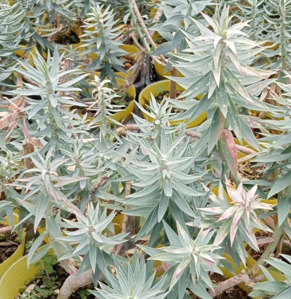 ユーフォルビア:リキダ3号ポット