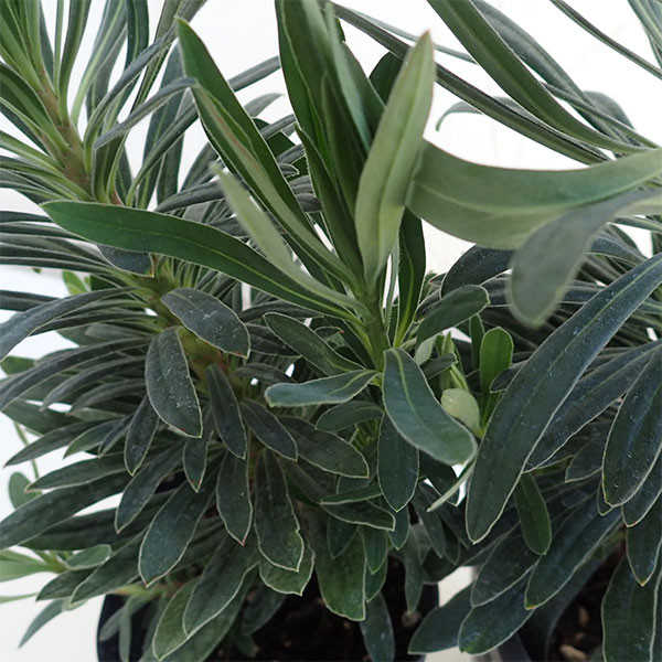 ユーフォルビア レッドウイング3号ポット