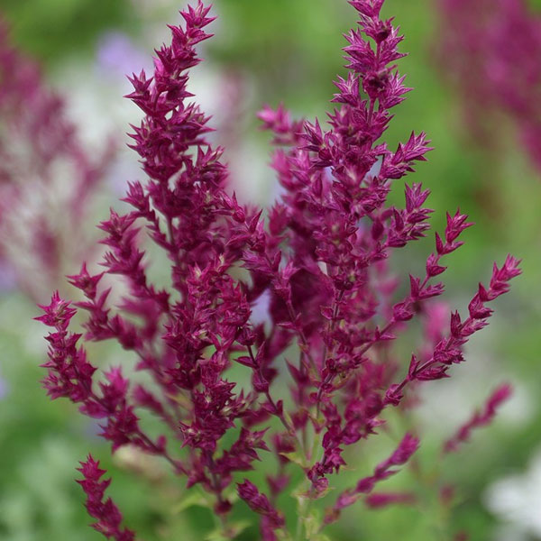 サルビア  シューレンバーグ3.5号ポット