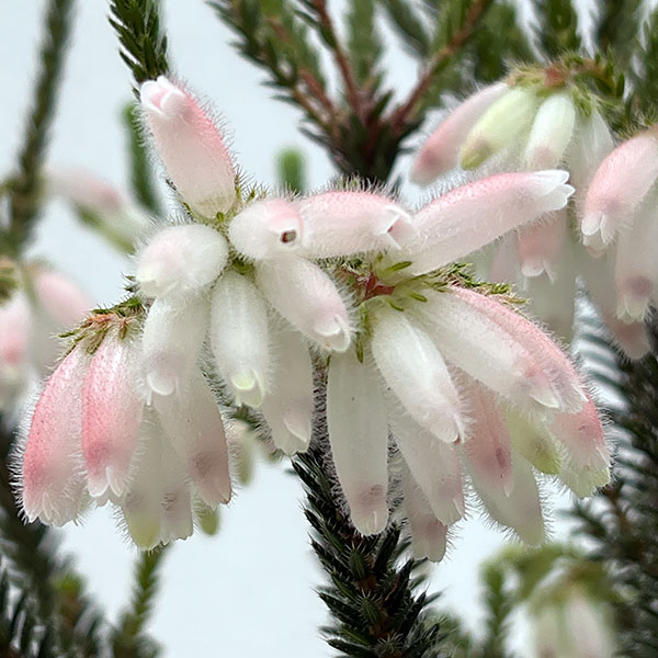 エリカ・セリンソイデス（ファイヤーヒース）：フローラルホワイト　4.5号鉢植え