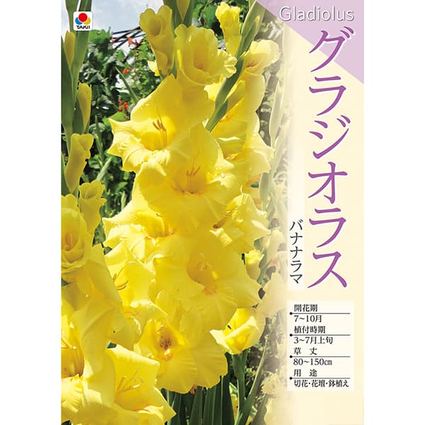 [26年3月中下旬予約]グラジオラス：バナナラマ 5球入り