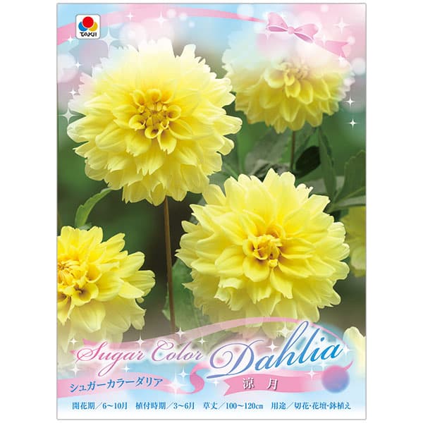 [26年3月中下旬予約]ダリア：シュガーカラーダリア　涼月（りょうげつ）1球入り