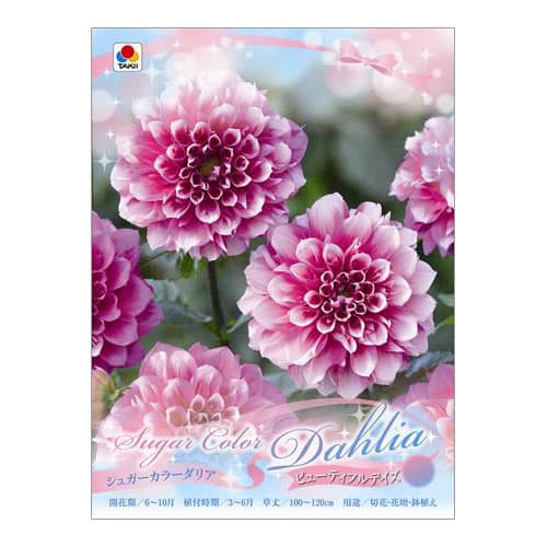[26年3月中下旬予約]ダリア：シュガーカラーダリア　ビューティフルデイズ1球入り