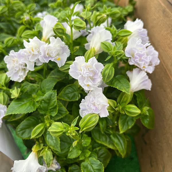 [26年5月中下旬予約]トレニア（八重咲き）：セレスティア・ライトブルー3.5号ポット