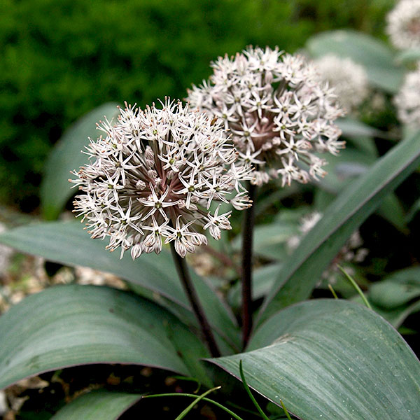 アリウム：カラタビエンセ  3球セット