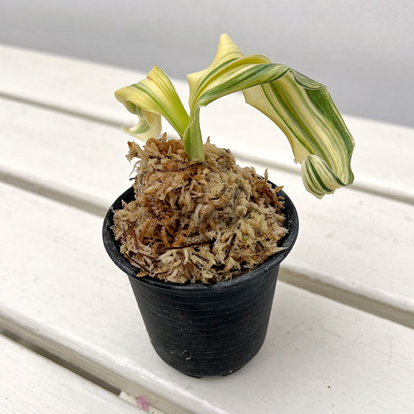 オモト（万年青）：仙寿の舞（せんじゅのまい）　2号鉢【現品販売259656】