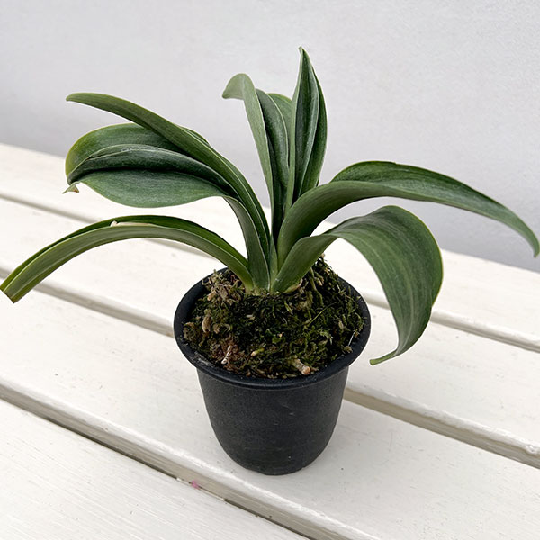 オモト（万年青）：羅紗獅子親　翔　3号プラ鉢【現品販売259660】