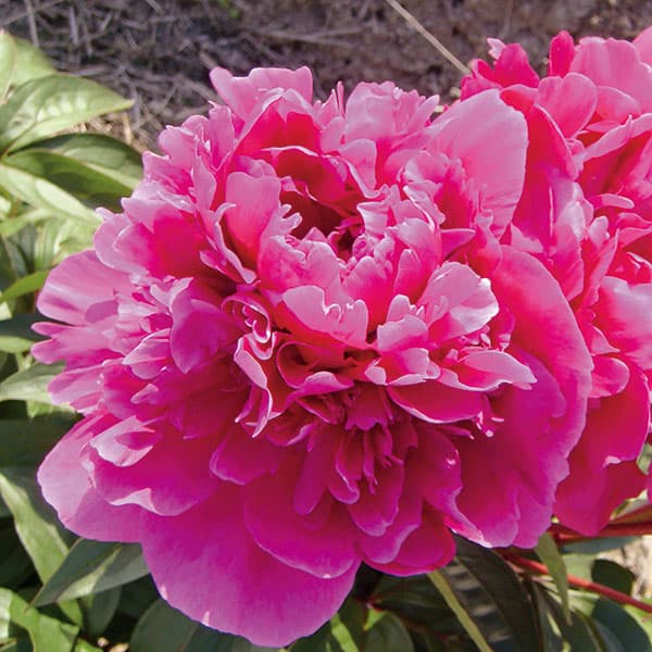 シャクヤク(芍薬):レッドサラベルナール7号鉢植え