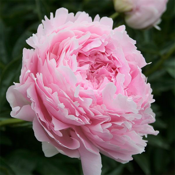 [26年2月中下旬予約]シャクヤク（芍薬）：ロザリオ7号ポット