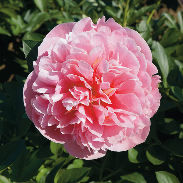 [26年2月中下旬予約]シャクヤク（芍薬）：エッジドサーモン7号鉢植え