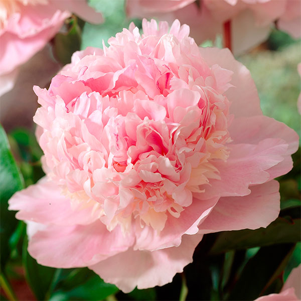 シャクヤク(芍薬): エデンスパフューム7号鉢植え