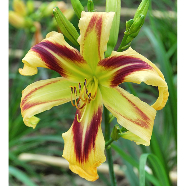 ヘメロカリス：フリーウィーリン3.5号ポット