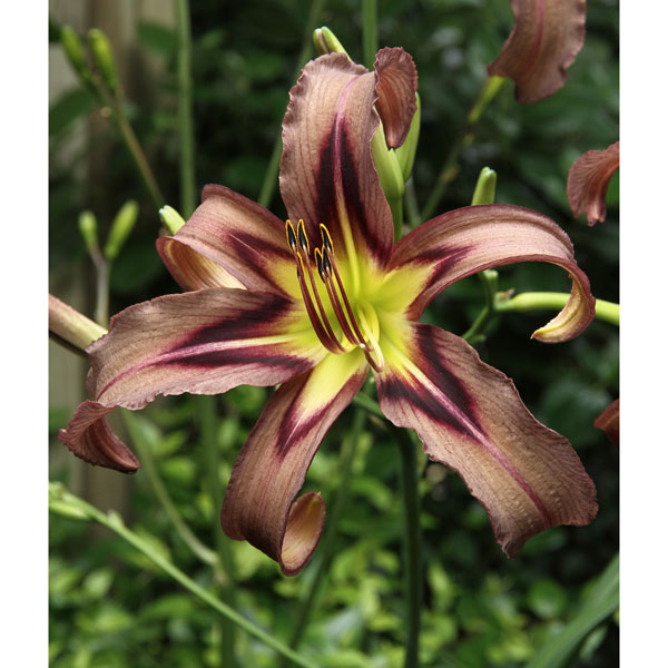 [26年2月中下旬予約]ヘメロカリス：ブラックアローヘッド3.5号ポット