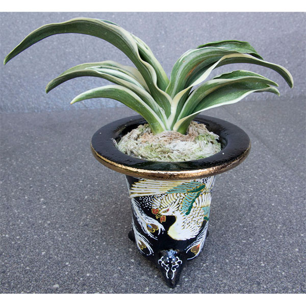 オモト(万年青):新生殿(しんせいでん) 直径11cm錦鉢植え【現品販売259697】