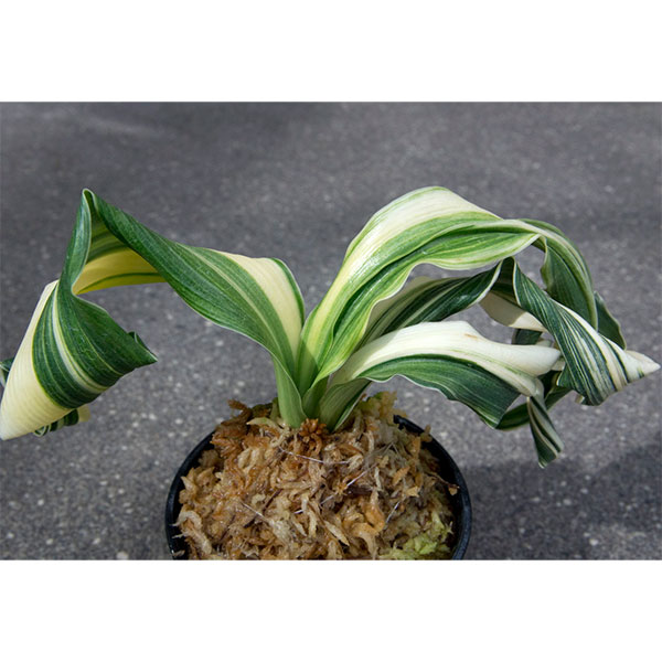 オモト(万年青):仙寿の舞(せんじゅのまい) 直径6.5cm鉢【現品販売259700】
