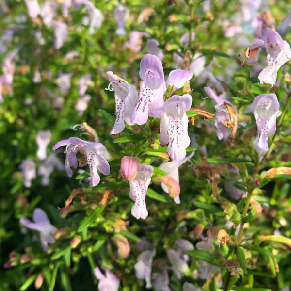 カラミンサ:ジョージアカラミンサ4.5号ポット