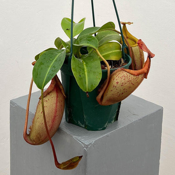 ネペンテス：（ラジャ×ミラ）（BE-3518）× ビーチ・バリオ・Y’s 5号吊り鉢