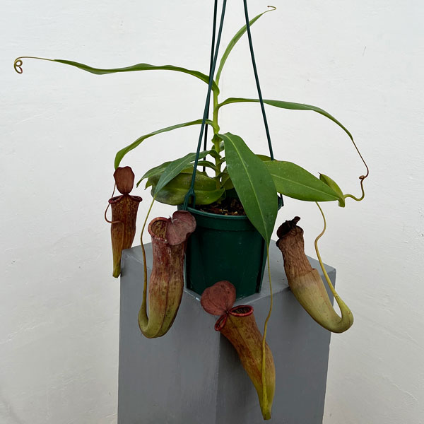 ネペンテス：マスターシアナ プルプレア（サンギネア×カーシアナ）5号吊り鉢