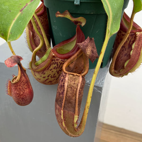 ネペンテス：（ボッシアナ×グランジュリフェラ）× ビーチ・バリオ・Y’s 5号吊り鉢