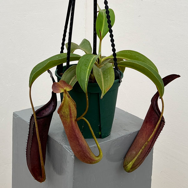 ネペンテス：コペランディ×ローウィ 5号吊り鉢