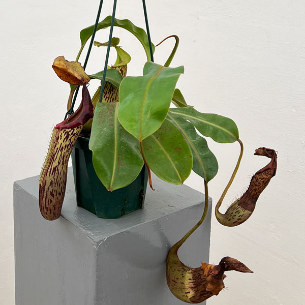 ネペンテス：（ビーチー×プラティカイラ）-BE-3213 × ボッシアナ-BE-3643　5号吊り鉢