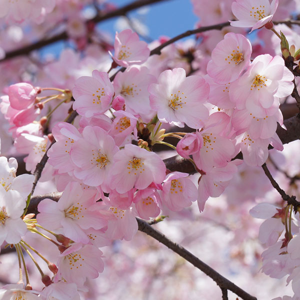 桜：神代曙（ジンダイアケボノ）接木苗 4～5号ポット