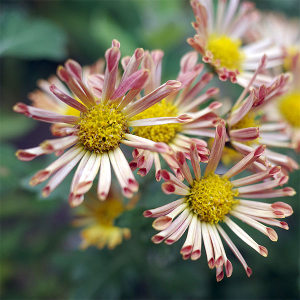 EMS（エムズ）マム（コギク系）：ココ3.5号ポット