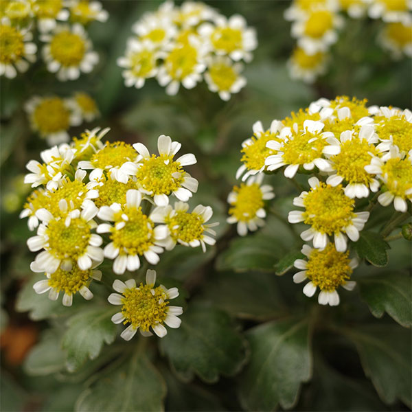 EMS（エムズ）マム（ハナイソギク系）：リタ・マメ3.5号ポット