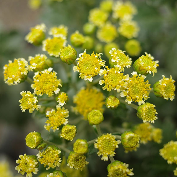 EMS（エムズ）マム（ハナイソギク系）：リタ・ホシ3.5号ポット