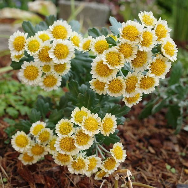 EMS（エムズ）マム（ハナイソギク系）：リラ・レモン3.5号ポット