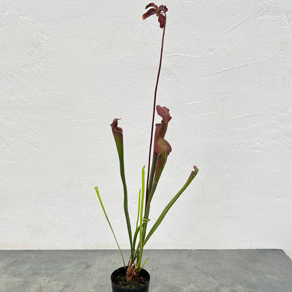 サラセニア：アラータ ブラックチューブ ホワイツクロッシング ストーン Co、 ミシシッピ 3号ポット