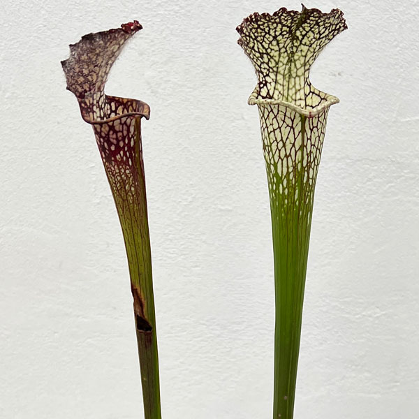 サラセニア：レウコフィラ 一正園 3号ポット