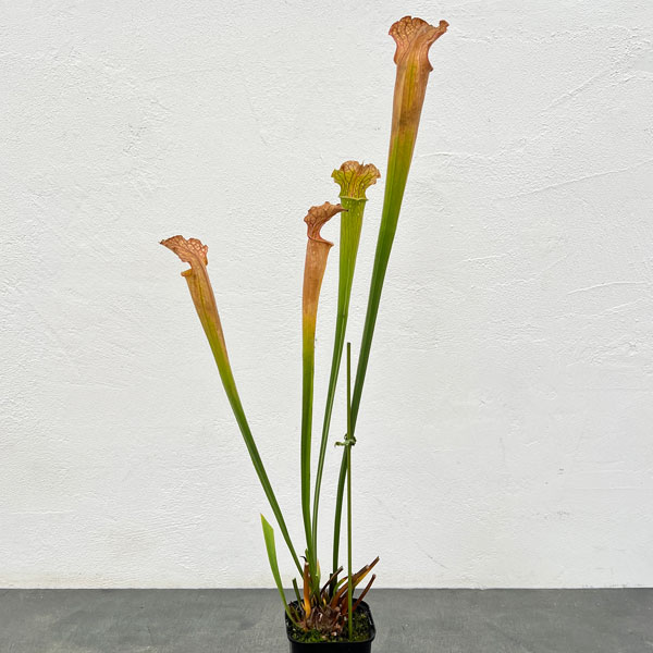 サラセニア：HFC-202502-066　3号ポット