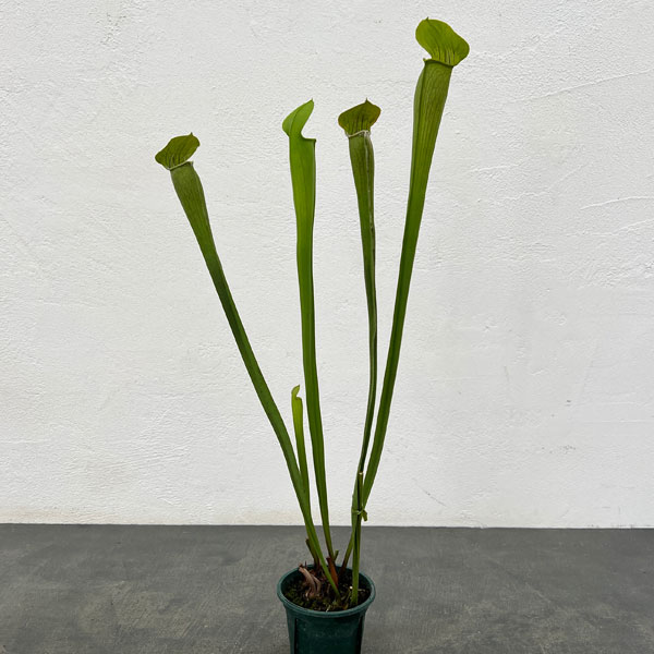 サラセニア：アラータ　トール イエロー ピッチャー　3号ポット