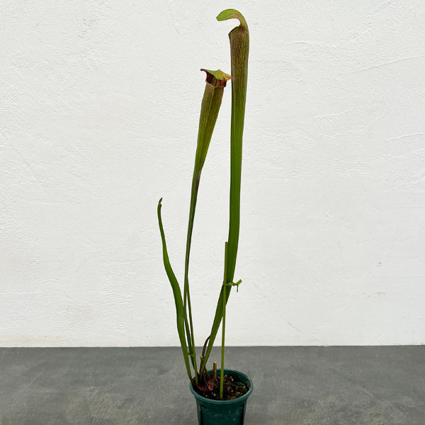 サラセニア：アラータ MK A 33 CK　3号ポット