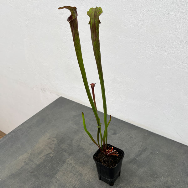 サラセニア：HFC-202502-107　3号ポット