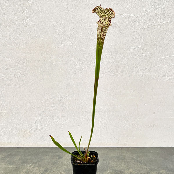 サラセニア：HFC-202502-114　3号ポット