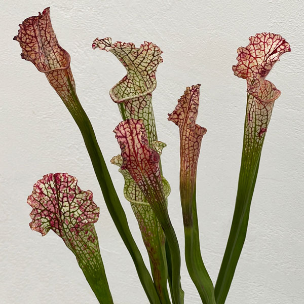 サラセニア：HFC-202502-020　3号ポット