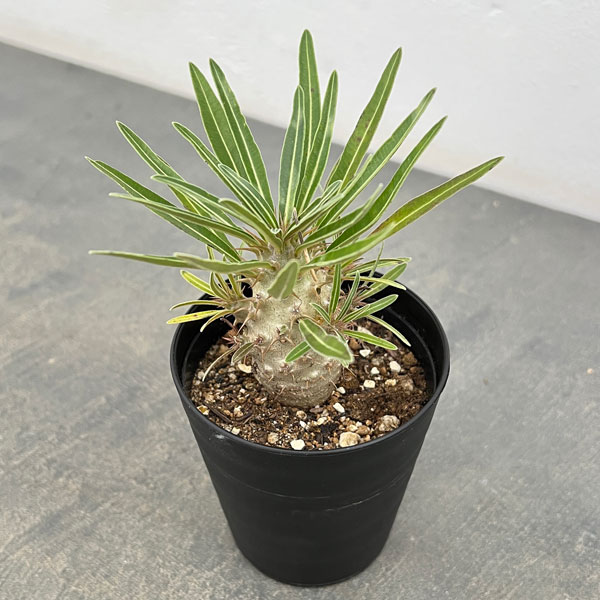 パキポディウム：グラキリス（実生苗）　3号ポット