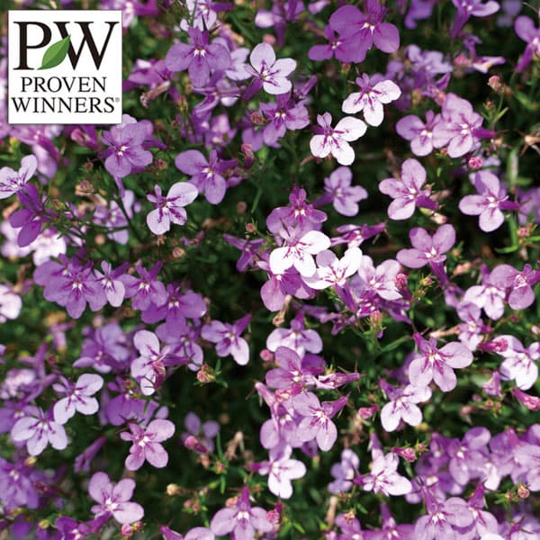 [26年2月中下旬予約]ロベリア：スカイフォール　ライラックミスト3号ポット