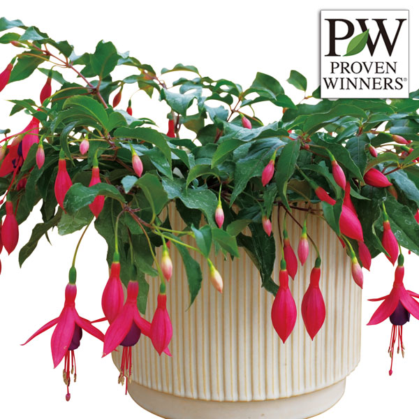 [26年4月下旬予約]フクシア（ホクシア）：フェアリーダンス3号ポット