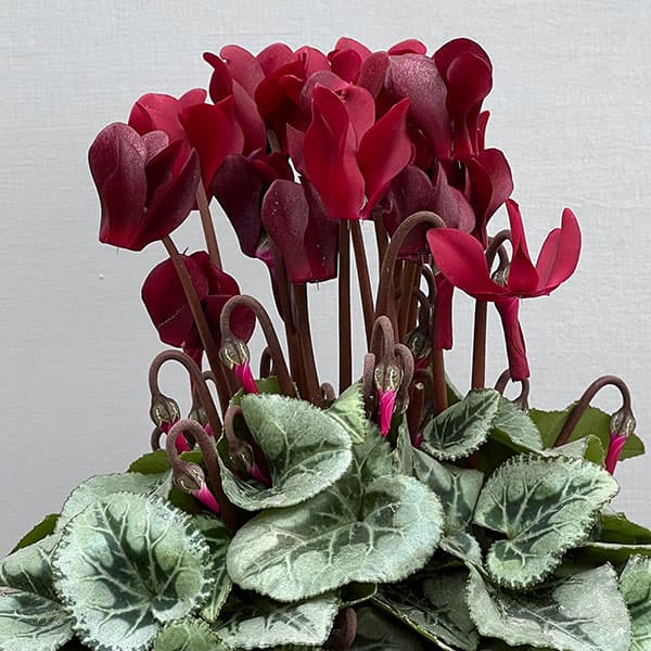 シクラメン：ディープマゼンタ タキシード4号鉢植え