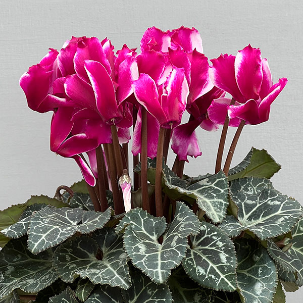 シクラメン：リリベル　パープル4号鉢植え