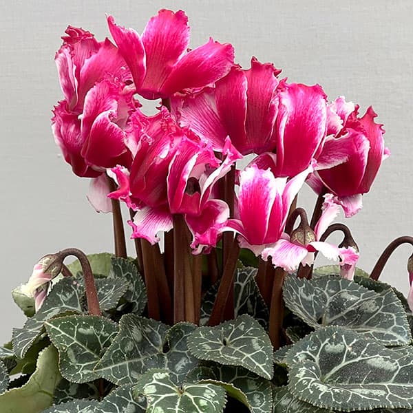 シクラメン：リリベル　ワインレッド4号鉢植え