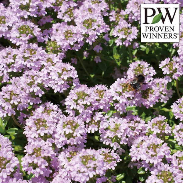 [26年5月中下旬予約]タイム（ほふく性）：セントグレード3号ポット